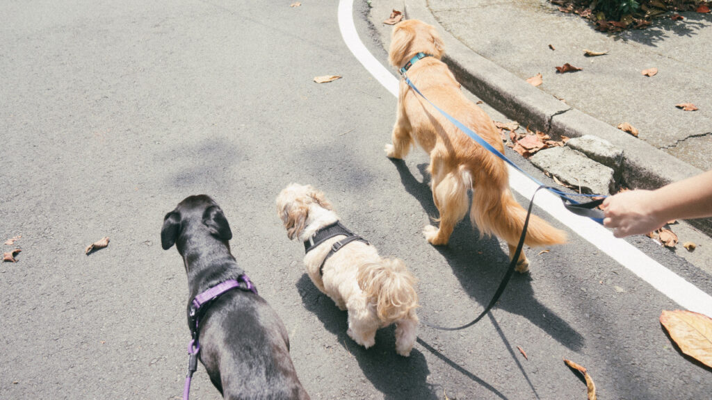 三匹の散歩している犬達