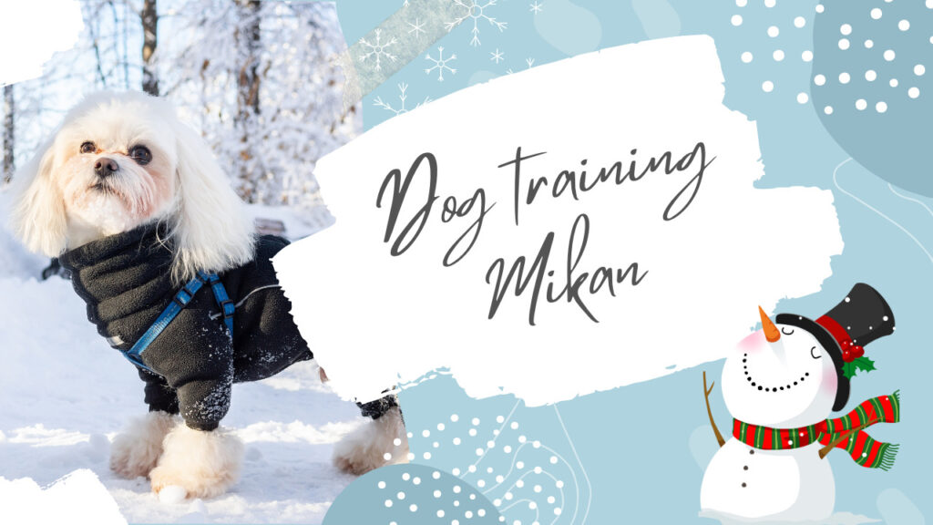 ドッグトレーニングみかん