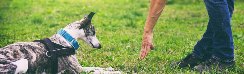 犬が伏せている