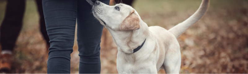 犬が飼い主を見上げながら散歩している。