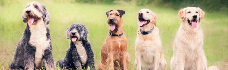 5頭の犬が並んで座っている。